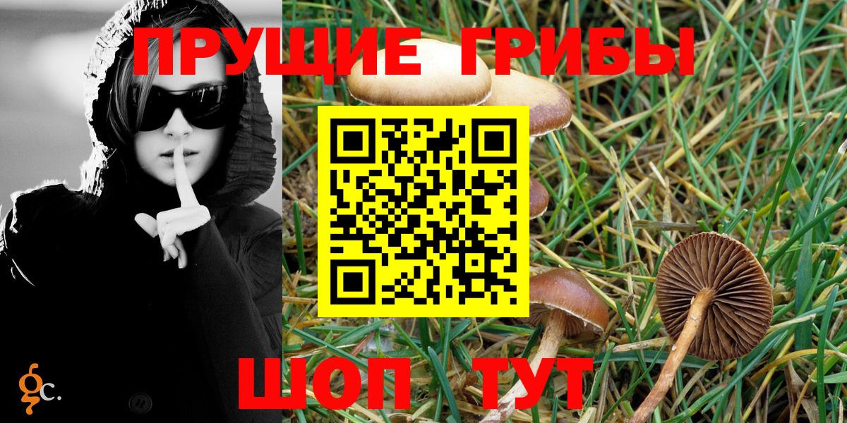 Абакан  Галлюциногенные грибы Psilocybine cubensis  Вход с VPN 